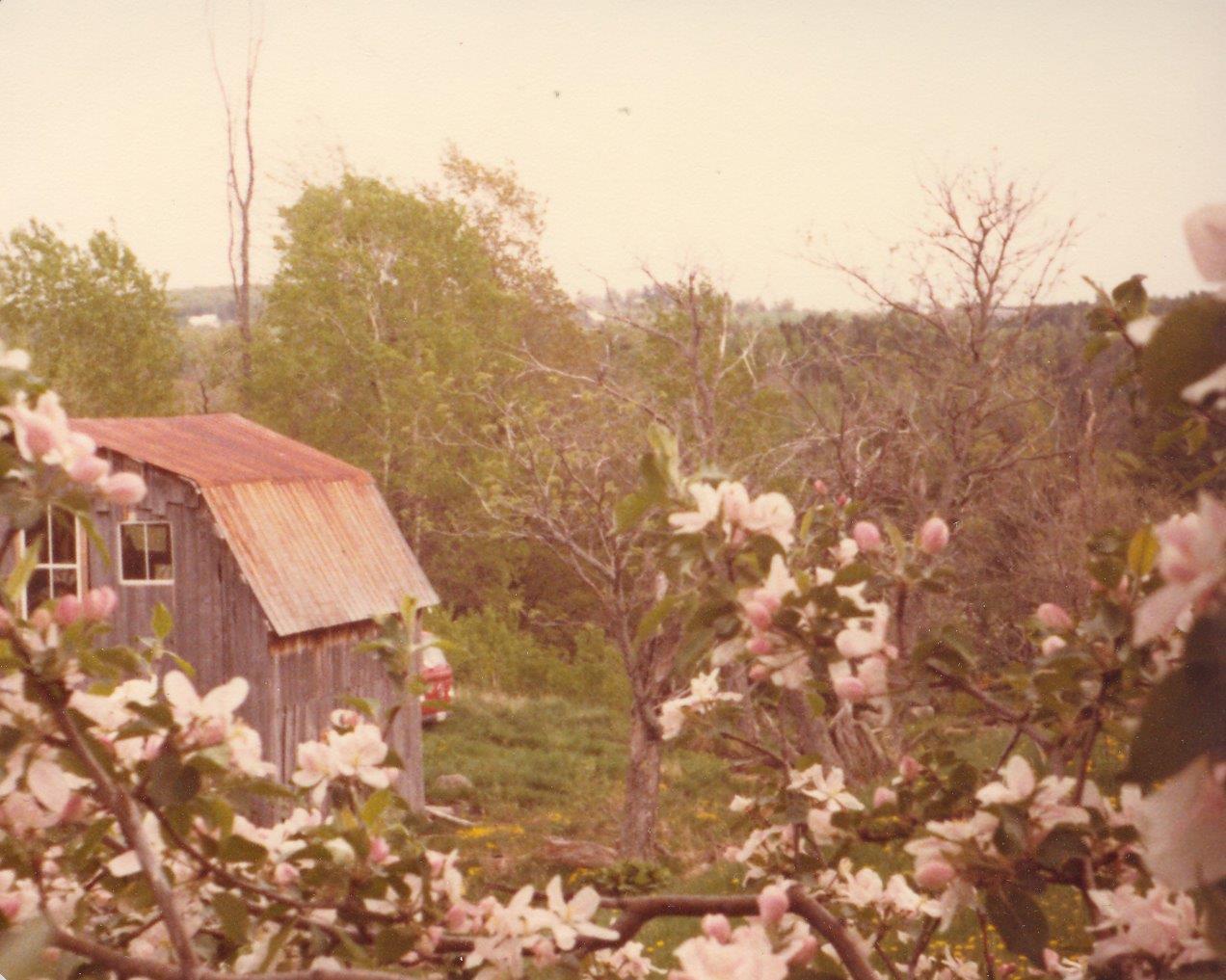 198005xx Apple Blossoms And Barn-Randboro