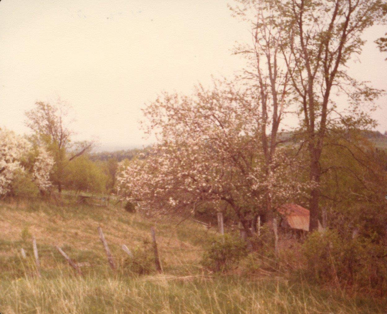 198005xx-Apple Blossoms And Barn-Randboro